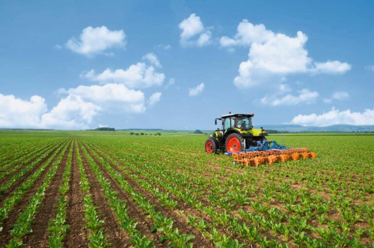 Weniger Pflanzenschutzmittel im Zuckerrübenanbau – Landwirtschaftsministerium genehmigt Praxisprojekt