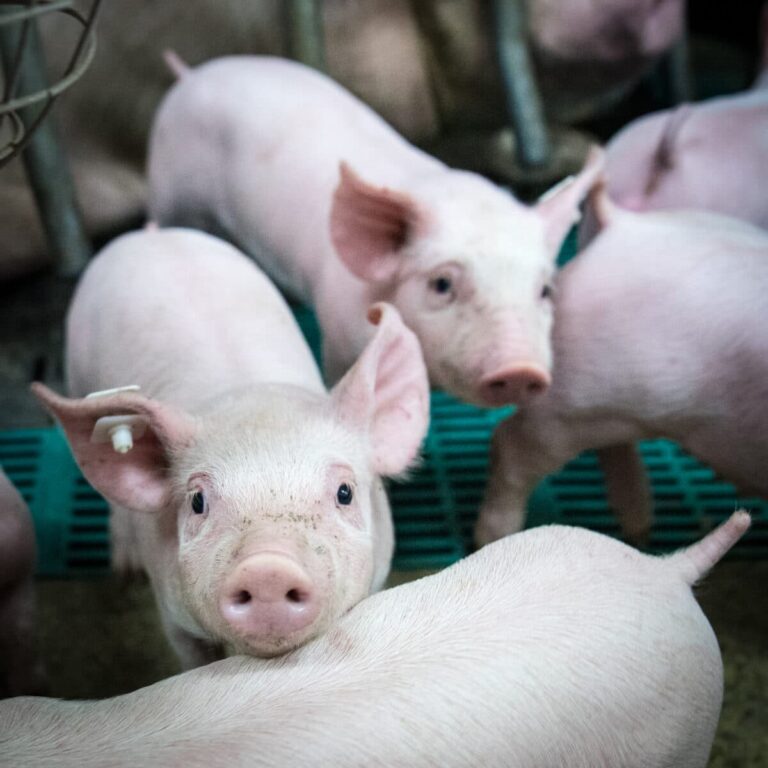 Neues Tierschutzgesetz: Ferkelnotierungen werden angepasst