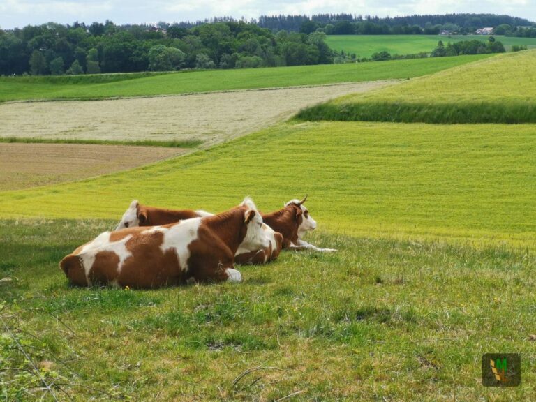 Klimaschutzprogramm darf keinen „Klima-Stillstand“ für die Landwirtschaft bringen