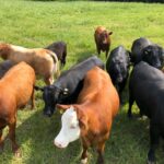 Nach weiteren Viehdiebstählen: Sorge bei Tierhaltern in Südbrandenburg wächst 5 kuehe.kuhherde.ml .weidehaltung.freundlich. 2