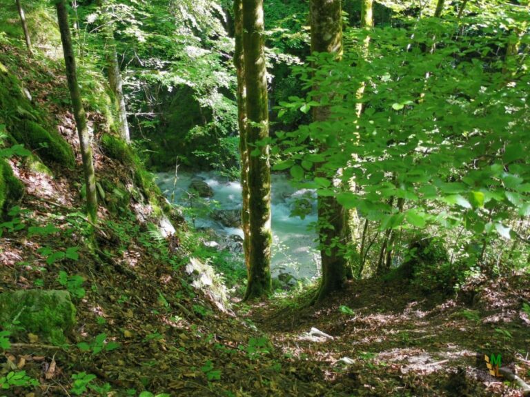 Zum heutigen Pressegespräch des Bund Naturschutz in Bayern (BN) zum „Forstbetrieb 2030“ erklärt die Bayerische Forstministerin und Vorsitzende des Aufsichtsrats der Bayerischen Staatsforsten Michaela Kaniber: