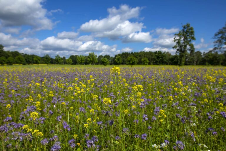 Zum Valentinstag Blühpatenschaften statt Blumen