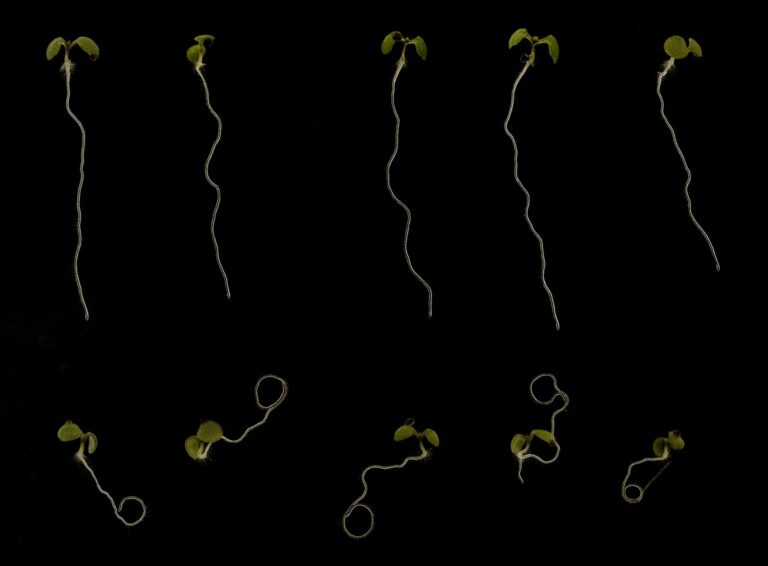 Wie eine Pflanze ihr Wachstum reguliert – Molekulare Mechanismen des polaren Wachstums von Pflanzen