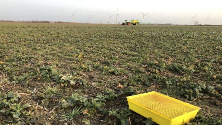 Schadschwelle – Erste Sonnenstrahlen locken Insekten hervor