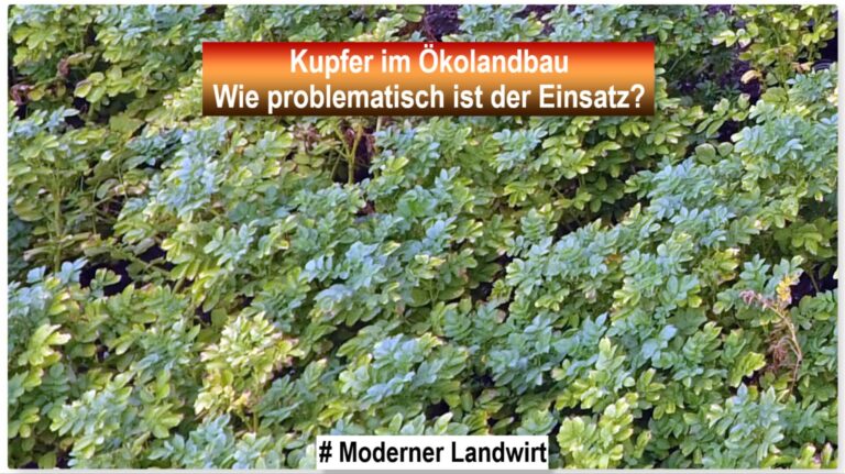 Kupfer im Ökolandbau – Wie problematisch ist der Einsatz?