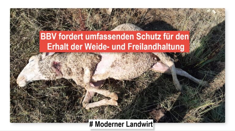 BBV fordert umfassenden Schutz für den Erhalt der Weide- und Freilandhaltung