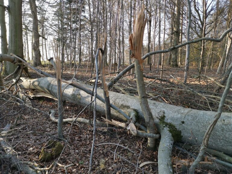 Bundesministerium stärkt Wald-Forschung – Neues Fachinstitut wird in Quedlinburg angesiedelt – Schwerpunkt ist Waldschutz