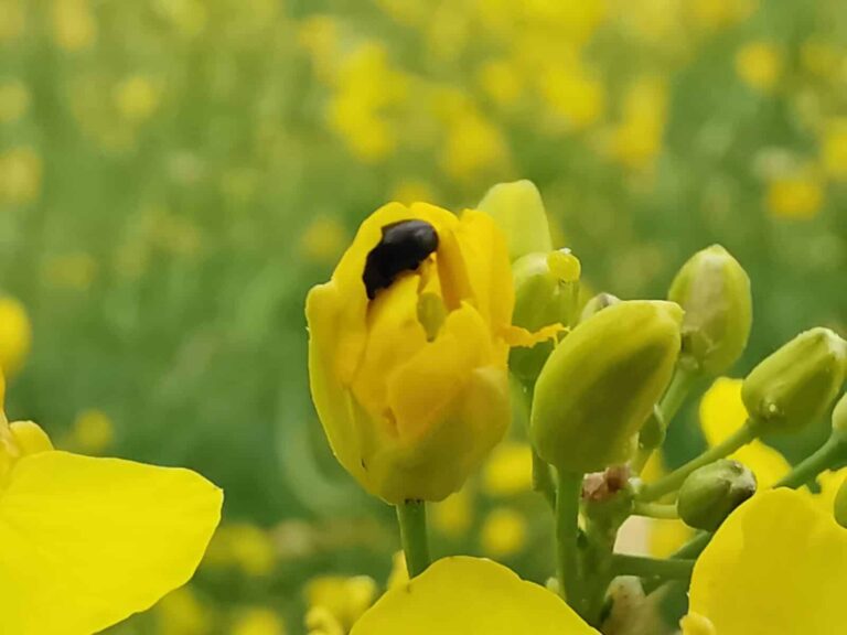 Pflanzenschutzmittel Mospilan SG und Danjiri dürfen gegen Rapsglanzkäfer nicht mehr auf offene Rapsblüten ausgebracht werden