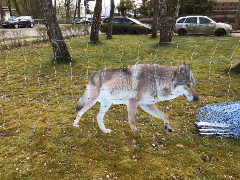 Verwaltungsgericht weist Klage auf Entnahme der Wölfin GW954f „Gloria“ im Wolfsgebiet Schermbeck ab