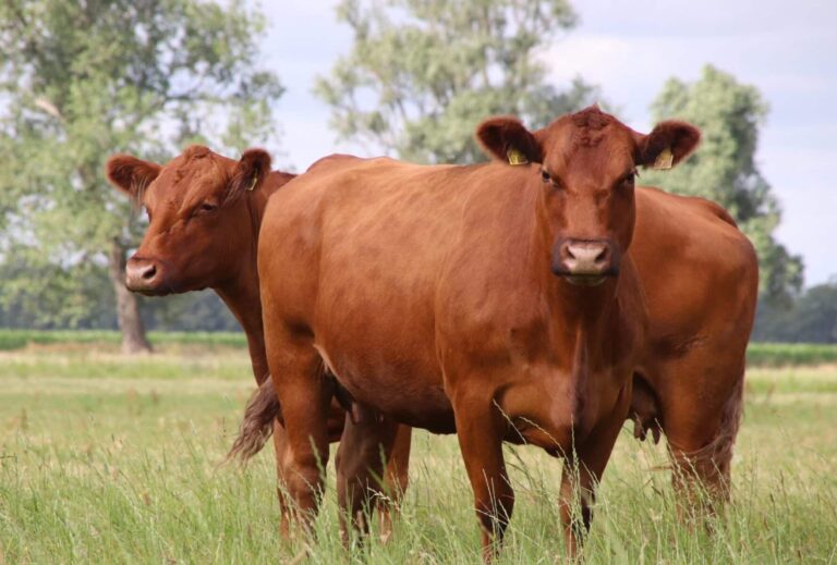 FREIE BAUERN befürchten kalte Enteignung naturnah wirtschaftender Betriebe