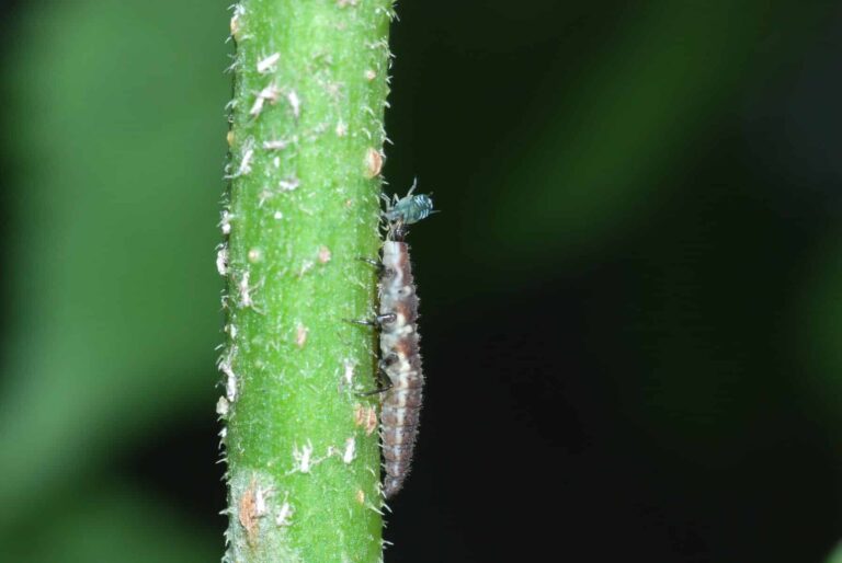 Biologischer Pflanzenschutz – Kleine Verbündete im Kampf gegen Schädlinge im Haus- und Kleingarten