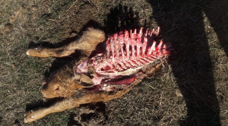 Exponentielle Zunahme von Wolfsrissen führt zum Ausstieg aus der Weidetierhaltung