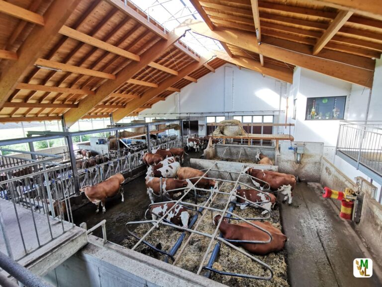 Bauernverband kritisiert Baulandmobilisierungsgesetz – Krüsken: Bundesländer geben Tierwohl-Stallbau auf