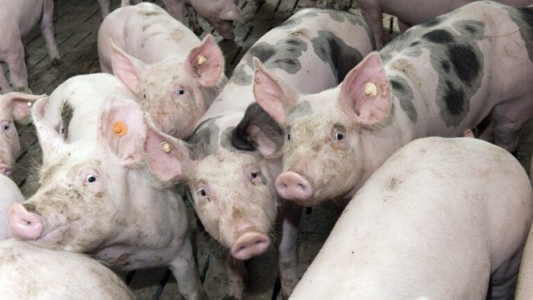 Arzneimittelgesetz: Änderungen für Tierhalter ab 1. November