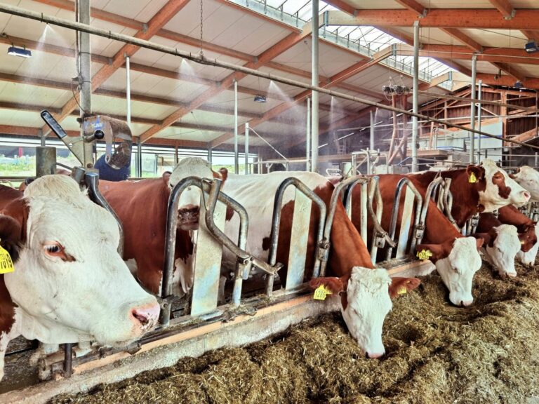Hitze im Stall durch Kühlsysteme erträglich machen