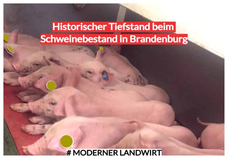 Historischer Tiefstand beim Schweinebestand in Brandenburg