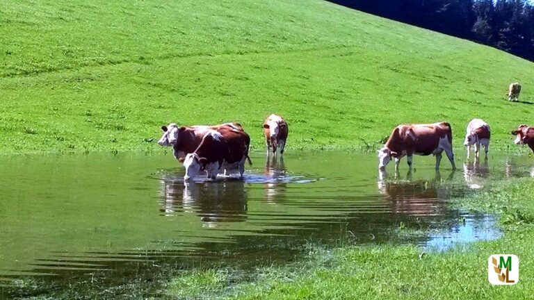 Weltwassertag: Unlautere Stimmungsmache des BMEL gegen den Fleischverzehr