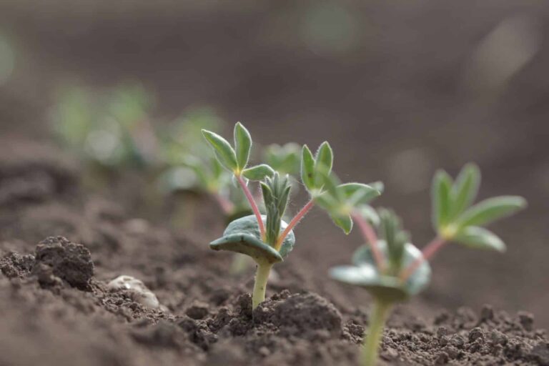 Es blüht auf bayerischen Feldern – Lupinenforschung der LfL