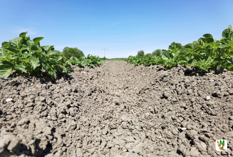 Kartoffelbauern sparen Pflanzenschutzmittel ein – Landwirte schützen ihre Pflanzen mit Öl – Warndienst hilft