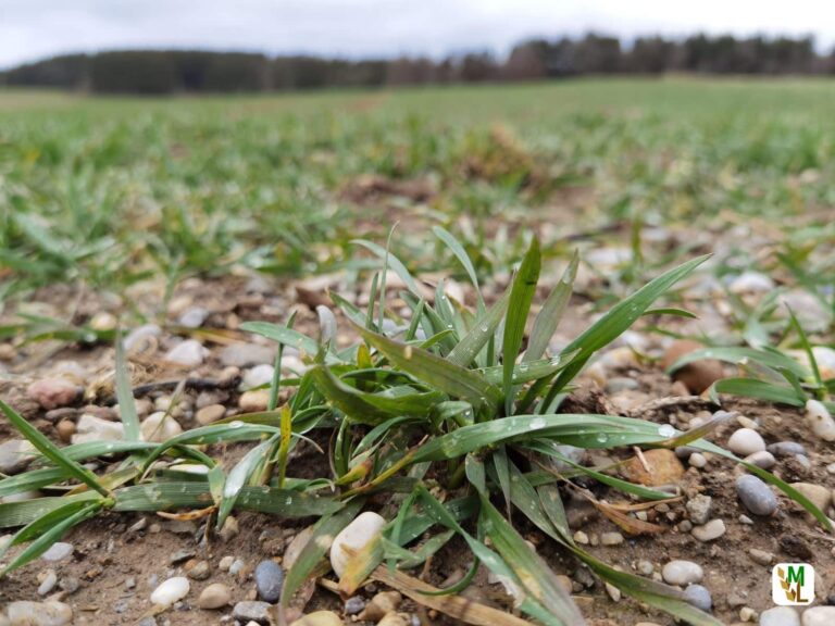 FREIE BAUERN kritisieren Landwirtschaftsverlag: Gentechnik-Propaganda vom feinsten