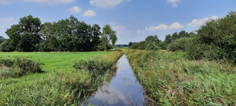 Vernunft statt überbordender Brachen im Grünland