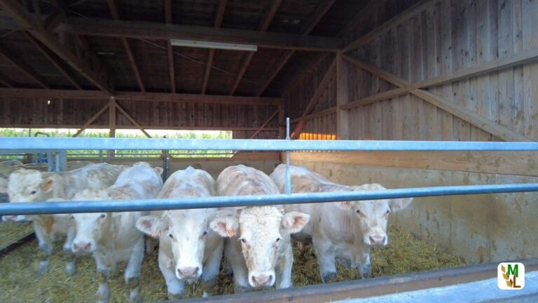 Frankreich macht’s bei der Herkunftskennzeichnung vor – ISN: Özdemir verspielt Vertrauensvorschuss