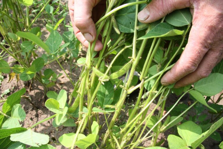 Leichter Zuwachs beim Anbau von Sojabohnen