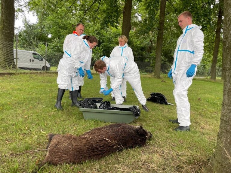 Afrikanische Schweinepest: Deutschland stellt Schutzkorridorkonzept vor