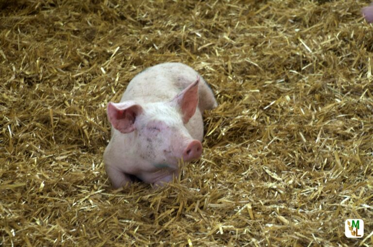 FREIE BAUERN kritisieren geplante Tierwohlsteuer als unfair und unsozial