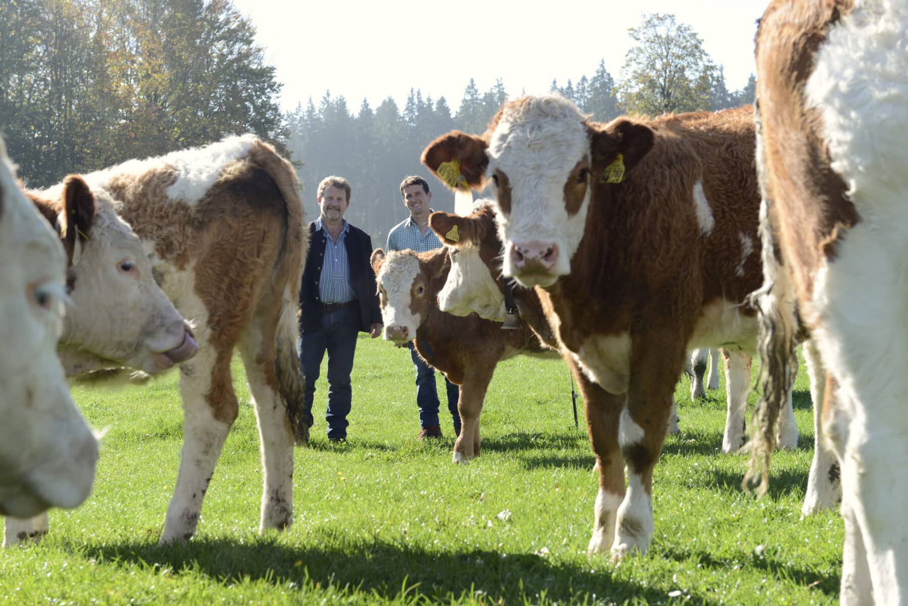 lfl jahresbericht 2020 rind und weide steinberger illustration 01 web 1