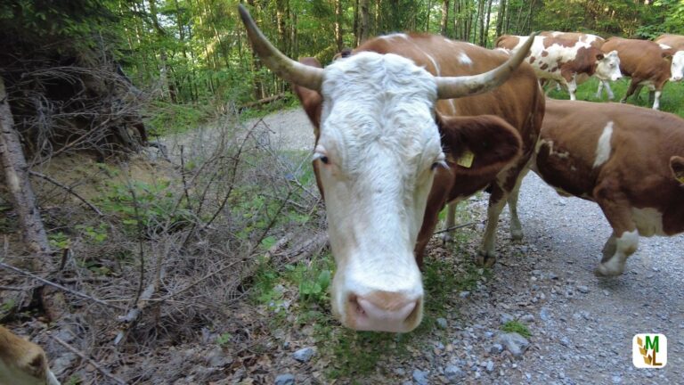 Bußgeld für Landwirt wegen Kuhfladen auf der Straße