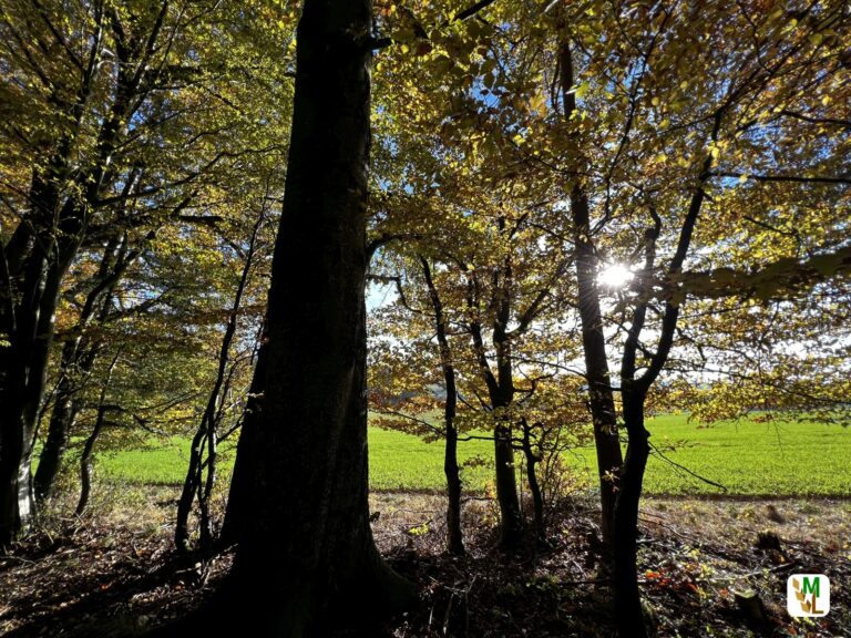Forst & Holz besorgt über aktuelle Marktentwicklungen