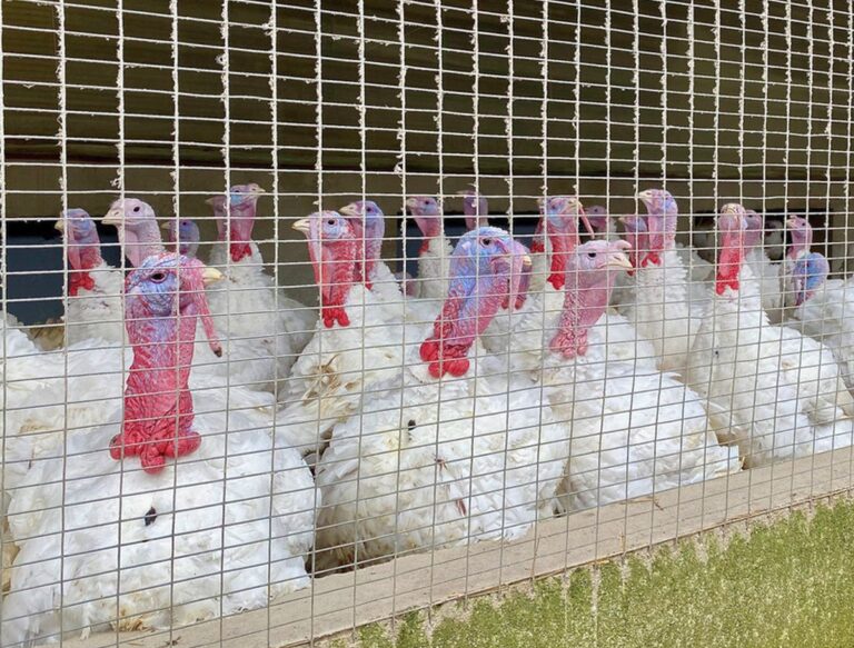 Zwei weitere Geflügelpest-Fälle – Ausbrüche in Nienburg und Cloppenburg