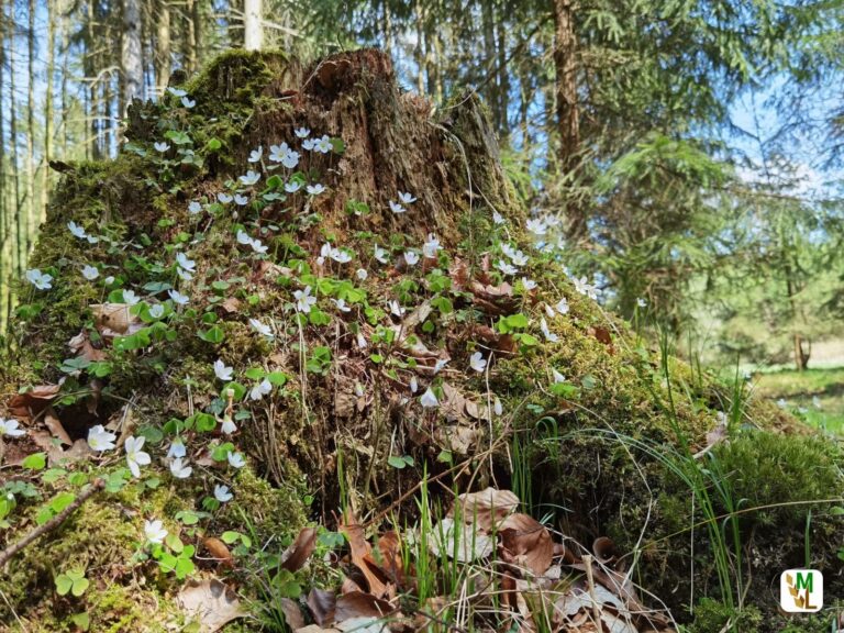 3. Bodenzustandserhebung im Wald: Forschung für die Waldzukunft