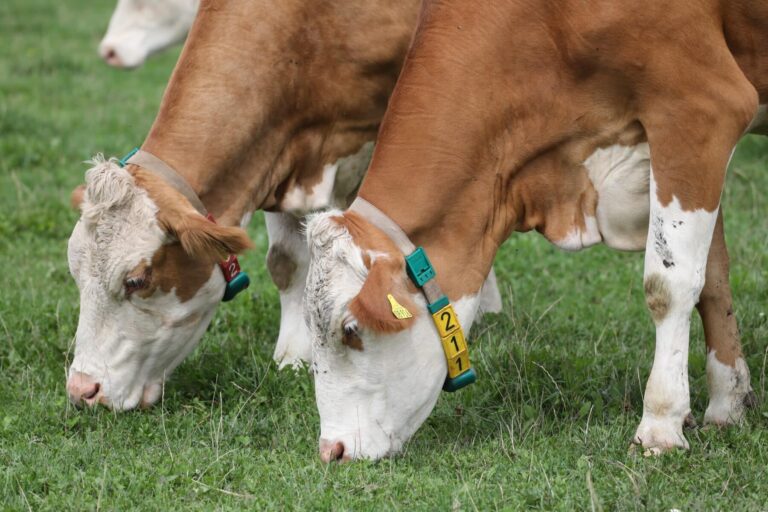 Klimawandel, Biodiversität und Tierwohl im Fokus – Konzepte für eine erfolgreiche Öko-Rinderzucht