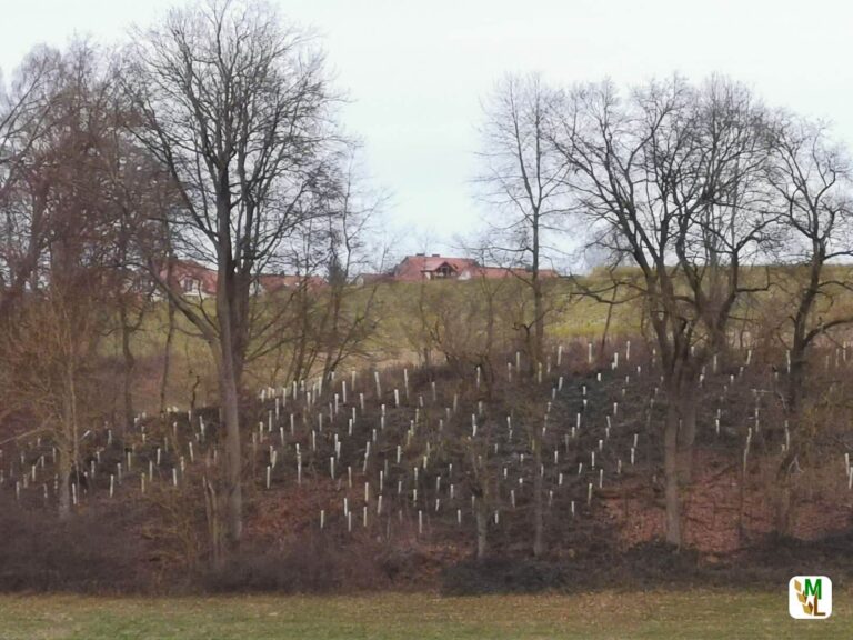 Forstliche Saatguterhebung 2020/21 – Überdurchschnittliche Ernte bei klimarelevanten Baumarten