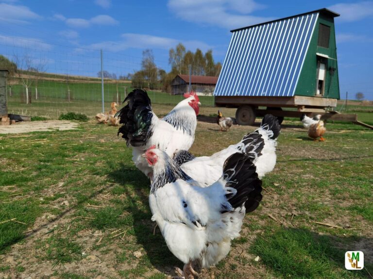 Zwei weitere Fälle von Geflügelpest im Kreis Paderborn bestätigt