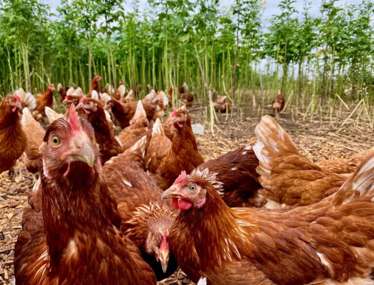 Fast 17 Mio. Legehennen im Jahr 2022 in Niedersachsen