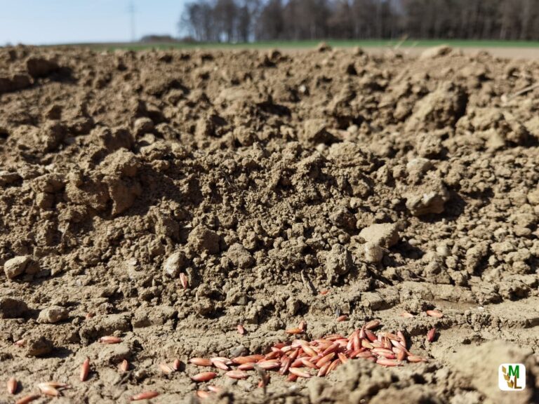 Anwendungsbestimmungen im Risikomanagement fungizider Getreidebeizen werden weiter ausgesetzt