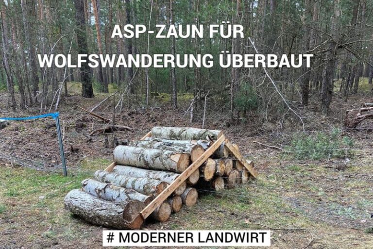 ASP-Zaun für Wolfswanderung überbaut