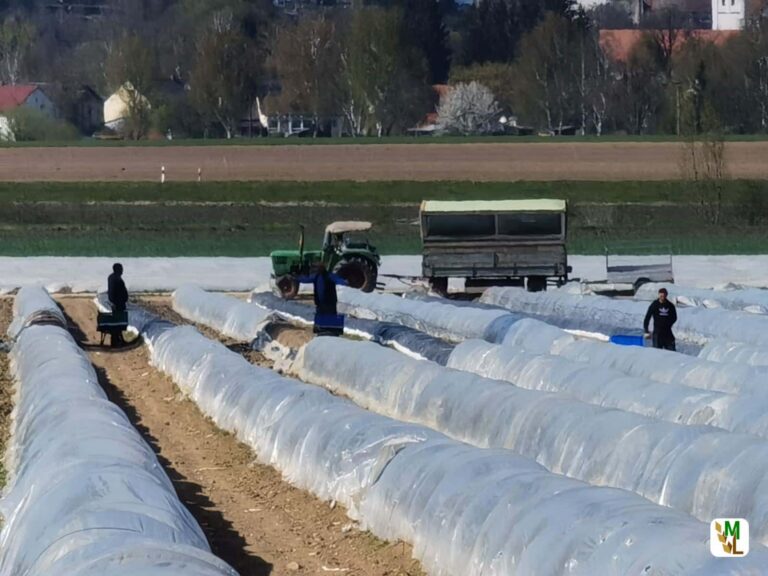 Erhöhung des Mindestlohns schwächt laut DBV und GLFA die Wirtschaftlichkeit der Unternehmen
