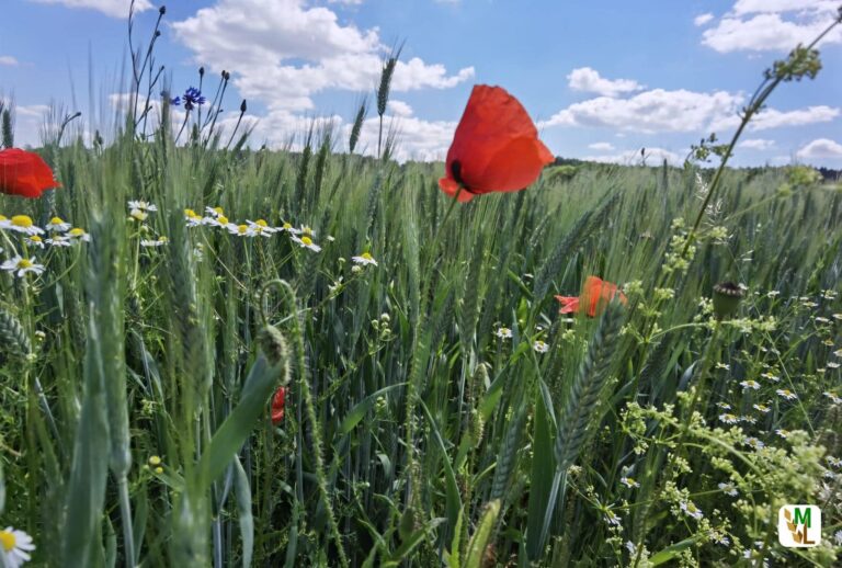 Trend zur Steigerung der Nachfrage nach Bio-Produkten hält weiter an – Bundeslandwirtschaftsministerium veröffentlicht Ergebnisse des ‚Öko-Barometer 2021‘