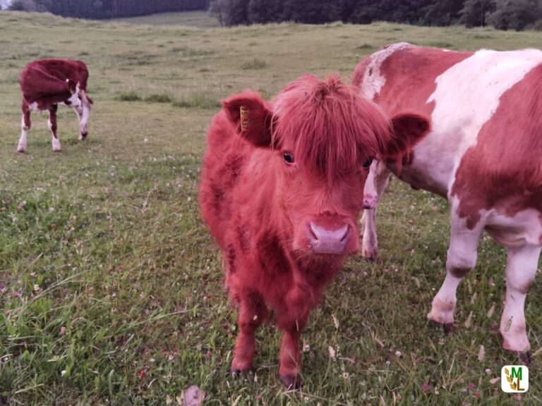 Hessen von EU als frei von den Tierseuchen Blauzungenkrankheit und Bovine Virusdiarrhoe anerkannt