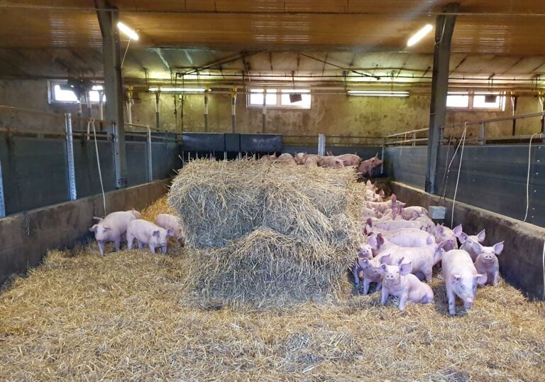 Schweine im Strohstall – Tierhaltung in der deutschen Landwirtschaft