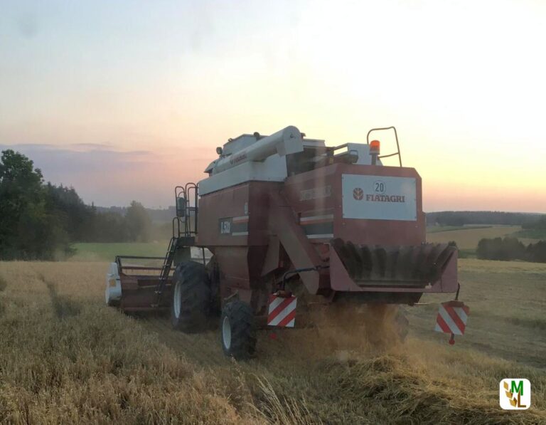 Getreideernte 2022 – Große regionale Unterschiede erwartet