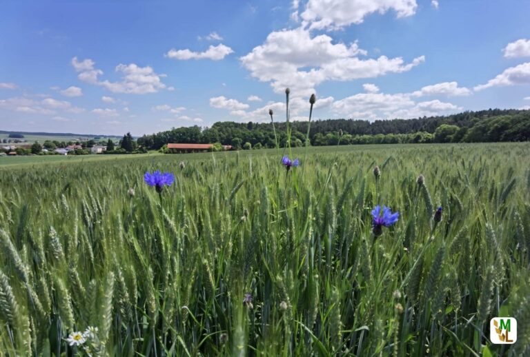 Jetzt bewerben: Bundeswettbewerb Ökologischer Landbau 2022 startet