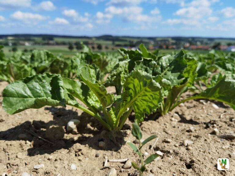 Carnadine® 200: Notfallzulassungen im Zuckerrübenanbau 2026