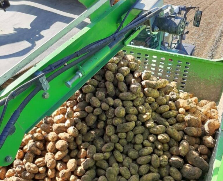 Passend zur Spargelzeit: Deutsche Frühkartoffeln wieder verfügbar