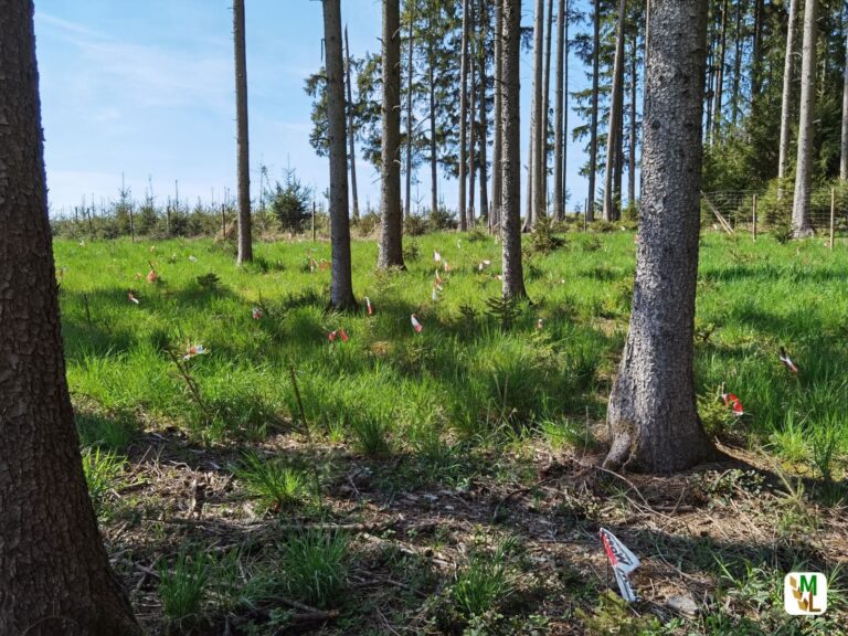 Forstkulturen: Welchen Gefahren sind sie ausgesetzt?