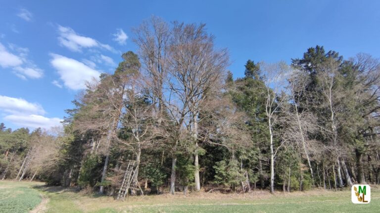 Wald – Europäische Wiederherstellungsverordnung – „So nicht umsetzbar!“